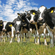 Image for article titled Cows Have Much More Complicated Social Life Than Anyone Realized
